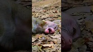 Falling Of The Tree baby monkey #monkeys #libbymonkey #cuteanimals