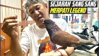 SANG SANG MERPATI LEGEND 