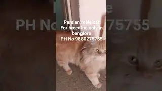 persian cat for breeding #persian cat