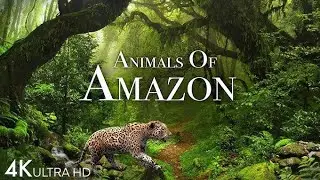 Amazon Rainforest 4K: Rare Wildlife & Relaxing Nature Sounds 