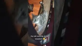 my cat running on her treadmill 😂