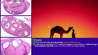 Practical slides 2nd year:second term  ovary