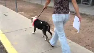 Cerisa - M.A.I.N. - Medical Animals In Need