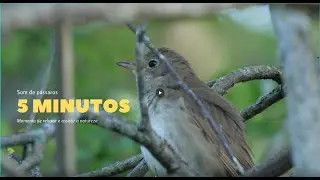 SOM DOS P&Aacute;SSAROS - 5 minutos de sons e imagens.