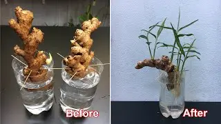 Recycle discarded plastic bottles to grow ginger hydroponically