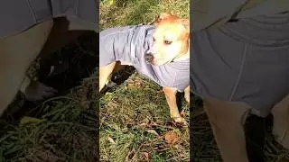 Jacket for dog 🐕#sale #dogs #dog #doglover #warmcoat #like