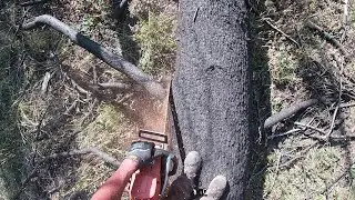 Processing the fir tree Chris Liggett and I dropped... #buckinexperience #outdoorgans