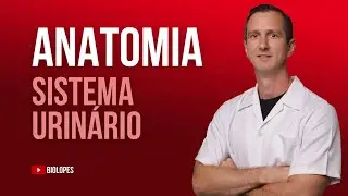 SISTEMA URIN&Aacute;RIO HUMANO - BIOLOPES
