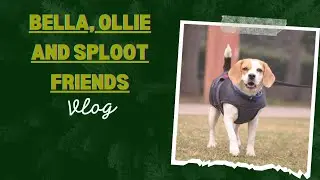 Bella Ollie and Sploot Friends #vlog #dog #cute #funny #beagle #cute_dogs #sploot #beautiful #nature