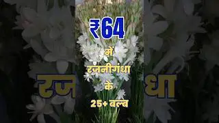 More than 25 Tuberose Bulbs for just ₹64 #tuberroseplants #tuberose #rajnigandha #wishlink #reels