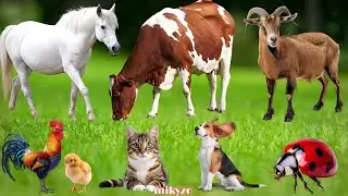 Funny Animals: Horse, Dog, Cow, Duck, Chicken &ndash; Farm animal moments
