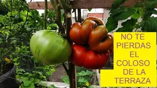 TOMATES, CHILES Y COMO SACAR LOS MEJORES BONIATOS