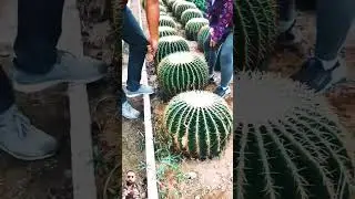 Moving the cactus plant 🌵☘️🌵☘️ #cactus #watermelon #fruit #nature #farming #satisfying