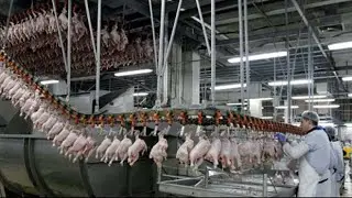 Modern Chicken Farm and Chicken Meat processing।। Sajeeb News ||