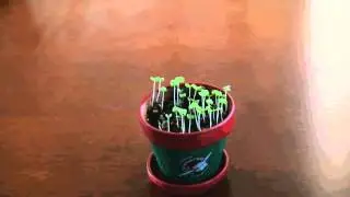 Basil TimeLapse : Operation Christmas Child : Plant more seeds and watch them grow !!