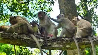 So adorable all looking to families at the way to Bayon temple