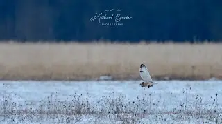 Short-eared owls hunting in their winter feeding grounds in a snow storm.