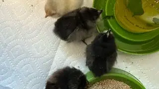 Bringing home and unboxing day old chicks purchased online