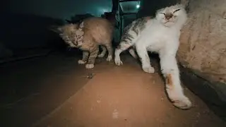 Feeding Stray Cats at the Local Market 271 | Quiet Cat Moments with English Subtitles