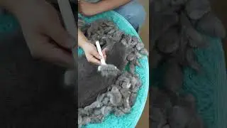 Deshedding Tool Test: Before & After Results