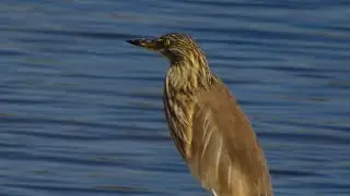 Indian Pond Heron ||बगुला #birds #birdwatching #birdphotography# 2