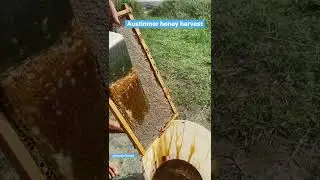 Austinmer honey harvest , crush comb method #musclehoney #beekeeping #honey #nsw #australia