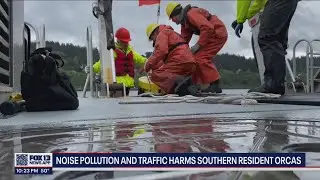 Noise pollution and traffic harming southern resident orcas | FOX 13 Seattle