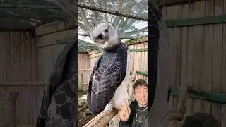 Гарпия &mdash; король неба