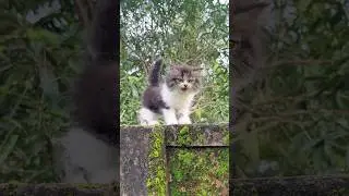 Kitten meowing 😻 | Cat sound | Cat video | Cat | Cat voice | Persian Cat sound | Persian cat | Cats