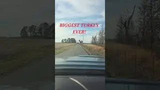 Biggest Turkey Ever! #shortsfeed #turkey #lol #tree  #funnymoments #funnyshorts #youtubeshorts