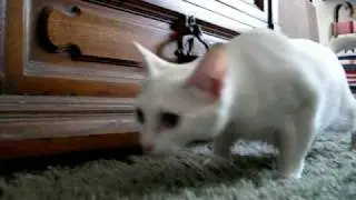 Cats investigating house for first time.