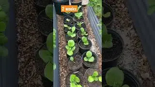 How to plant for continuous harvest #short
