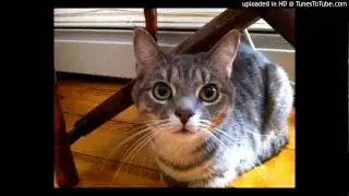 Renard - Skype Times