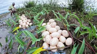Top Video - A man pick a lot of duck eggs in rice field at rainy season