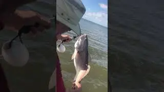Edisto Palmetto Charters, LLC Captain Buddy Bizzell