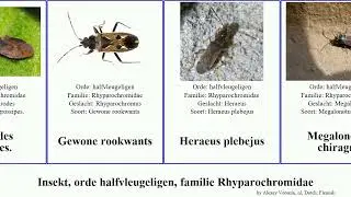 Insekt, orde halfvleugeligen, familie Rhyparochromidae insect dof rookwants zaagpoot Heraeus Vital