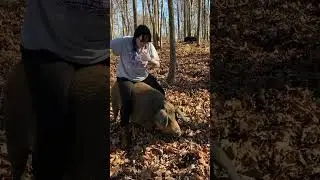 Riding pigs in the woods.