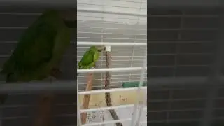 Crying parrot