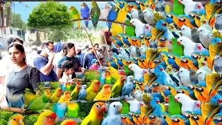 RECENT BIRD PRICE UPDATE GALIFF STREET! KOLKATA GALIFF STREET BIRD MARKET! BIRD PRICE! EXOTIC BIRD