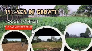 How much has our COFS 31 grass grown after a month, Best green fodder for odisha climate #cofs31