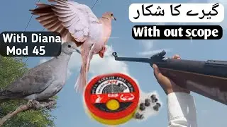 Dove Hunting Season In 2024 💥 Dove Hunting Vlog Video In Pakistan 🇵🇰