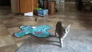My baby (a kitten)