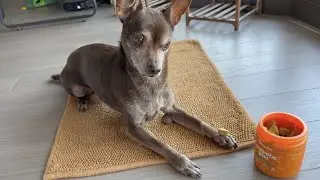 Zesty Paws - Sensory Properties Commercial