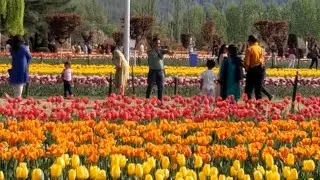 Kashmir Tulip Garden #Tourism
