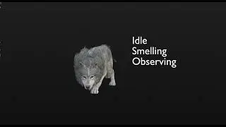 WHITE FOREST WOLF PACKED ACTIONS