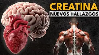 &iquest;Qu&eacute; hace la CREATINA en tu cerebro y coraz&oacute;n?