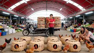 TIMELAPSE -- Harvesting 1000+ Chicken Hens After 6 Month Of Raising & Use 3-Wheeled Truck Go to Sell