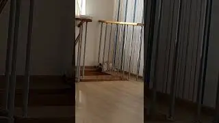 #мопс #live
