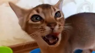Abyssinian kitten ate an egg and buried the rest