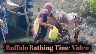 Women Buffalo Bathing Time Video | Buffalo Washing Video | Safar Gav Ka